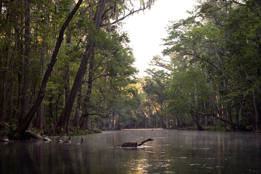 Image of the Ichetucknee River in the early morning with steam rising off the surface of the water.